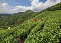 中國五大紅茶產地(中國最大的紅茶生產基地)
